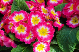 Maybe you would like to learn more about one of these? Primrose Flowers Types And How To Grow And Care For Beginners Florgeous