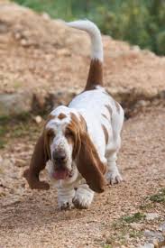 Black And White Basset Hound Puppy Basset Hound Basset Hound Hound Dog Basset Hound Beagle