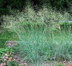 Image result for Eragrostis dinteri