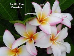 Pin On Plumeria Reference