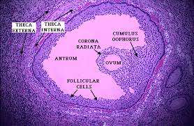 When activated, the first meiotic division is completed. Pin On S Follicle