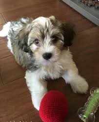 Black And White Havanese Puppy Cream Havanese Color Change Google Search In 2020 Havanese Dogs Havanese Puppies Havanese