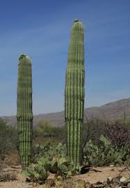The saguaro (/səˈwɑːroʊ/, spanish pronunciation: Saguaro Cactus Learn More Every Day