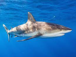 See more ideas about underwater, underwater photos, ocean creatures. Underwater Photos Show Shipwrecks Sharks Deep Sea Animals