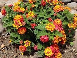 Image result for Lantana