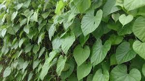 Image result for Tinospora fragosa