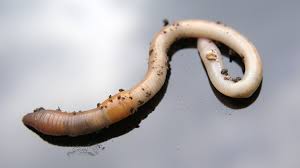 Although if the water has. Anatomy Wormwatch