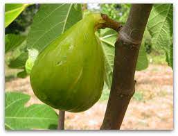 How To Know When A Fig Is Ripe And Ready To Pick Tall Clover Farm