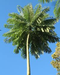 Image result for Schizolobium parahyba