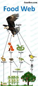 Several new studies attempt to put a price tag on the internet. Food Chain And Food Web Meaning Diagrams Examples Teachoo