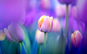 Blue Tulip Wallpapers Desktop With High Resolution Wallpaper Flower Background Wallpaper Tulips Flowers Flower Wallpaper