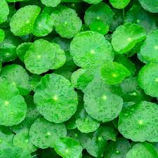 Image result for Centella asiatica