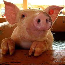 Ce vei afla acum despre PORCI va soca pe viata! Si probabil ca iti va fi greu sa mai mananci o friptura...