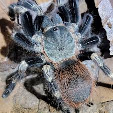 Image result for Scleria hispidula