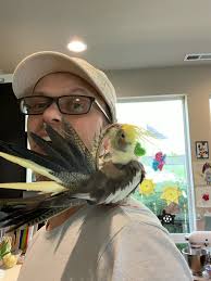 Lost Cockatiel in North Lynnwood, WA