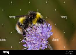 Image result for Bombus soroeensis
