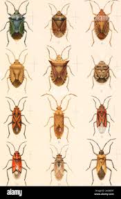 Image result for Euclasta