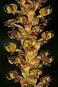 Image result for Corycium dracomontanum