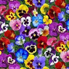 Image Result For Pansy Flower Viooltjes Paarse Bloemen Bloemen Foto S
