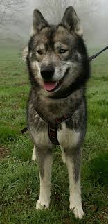 He loves to go for walks and car rides. Agouti Husky Puppies For Sale In Ma