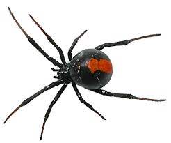 Spider Png By Camelfobia On Deviantart Spider Venomous Animals Png