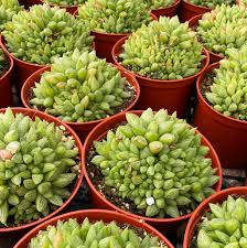 Image result for Searsia refracta