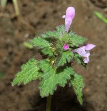 Image result for Equilabium stenosiphon