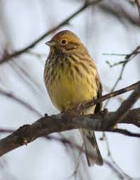 Birds Of North Alabama Alabama State Bird Yellowhammer Northern Flicker State Birds Northern Flicker Bird