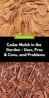 We did not find results for: Cedar Mulch In The Garden Uses Pros Cons And Problems Trees Com