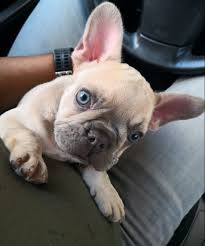Lilac fawn french bulldog puppy. Thanos Lilac Sable Frenchie Eva And Thanos French Bulldog Dog Gifs Bulldog