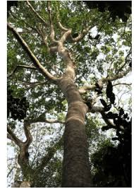 Image result for Entandrophragma delevoyi