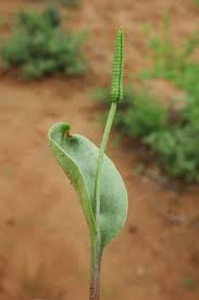 Image result for Ophioglossum polyphyllum