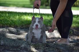 Top American Bully Bloodline Venomline American Bully Pocket Bully Bullying