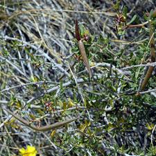 Image result for Periploca