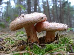 Die Besten Tipps Fur Die Pilzsaison Pilze Essbare Pilze Pilze Anbauen