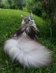 Pin By Gonul Dramur On Animals Gorgeous Cats Pretty Cats Cute Cats And Kittens