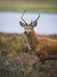 How To Find And Photograph British Mammals Mammals Wildlife Photography Wildlife Photography Tips