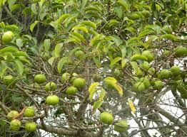 Image result for Chrysophyllum