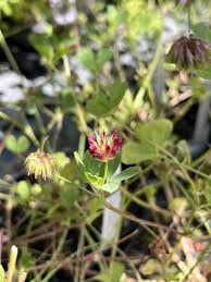Image result for Trifolium