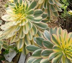 The best way to propagate aeonium arboreum is by rooting stem cuttings. Grow Aeonium Arboreum Sunburst In Your Succulent Garden Dengarden