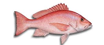Ikan adalah makhluk hidup anggota vertebrata poikilotermik (berdarah dingin) dan kelompok vertebrata yang tinggal di air (seperti sungai, laut, danau) dan bernapas lewat insang. Nama Dan Jenis Ikan Laut Yang Ada Di Kepulauan Seribu