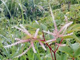 Image result for Thunbergia vogeliana