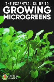Microgreens What It Is And How To Grow 42 Microgreen Varieties