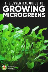 microgreens what it is and how to grow 42 microgreen varieties