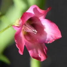 Image result for Hermannia kirkii