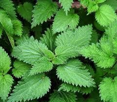 The Surprising Skin Benefits of Nettle Leaf Powder | Soaplicity