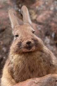 Southern Viscacha Google Search Cute Animals Animals Beautiful Rare Animals