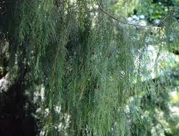 Image result for Cupressus funebris