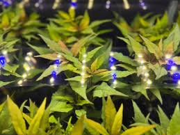 Image result for Hygrophila uliginosa