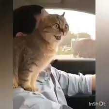 Rescue Kitty With 4 Ears And One Eye Escapes Misery After Finding His Forever Home Cok Sirin Hayvanlar Sevimli Kediler Komik Hayvanlar